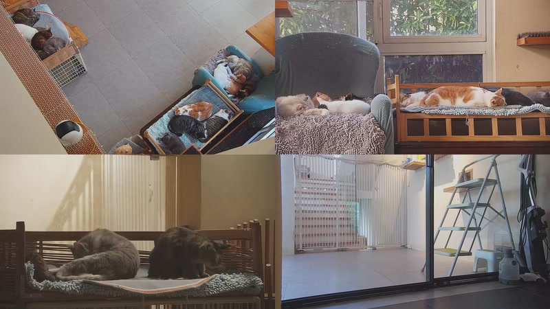 【2025-11-06 07点场】喵放送：喵放送☀️喵呜~