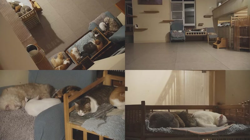 【2025-11-07 03点场】喵放送：喵放送☀️喵呜~