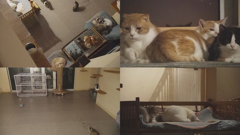 【2025-11-06 21点场】喵放送：喵放送☀️喵呜~