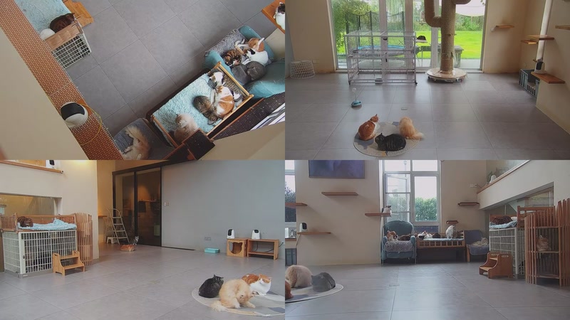 【2025-11-07 15点场】喵放送：喵放送☀️喵呜~