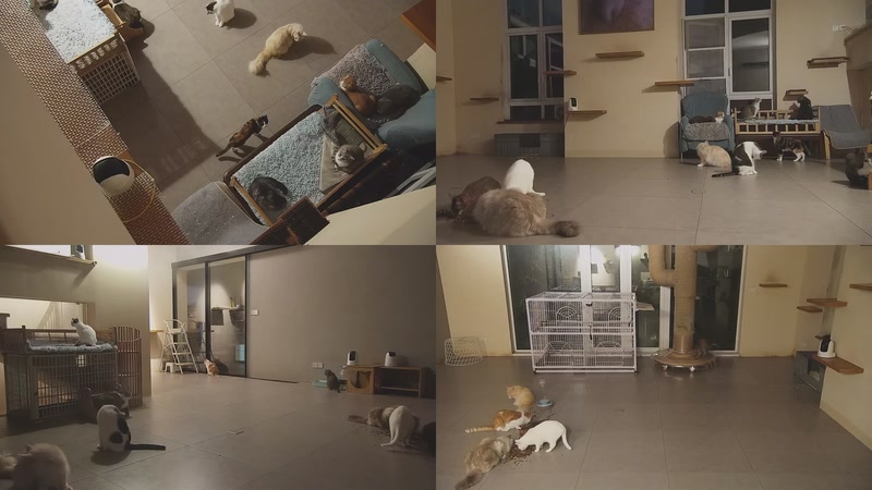 【2025-11-07 19点场】喵放送：喵放送☀️喵呜~