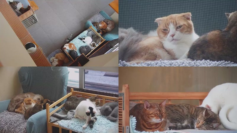 【2025-11-07 09点场】喵放送：喵放送☀️喵呜~