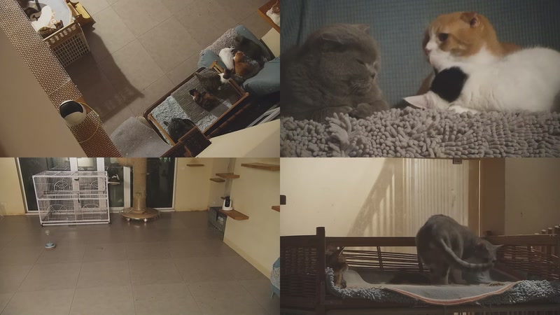 【2025-11-06 23点场】喵放送：喵放送☀️喵呜~