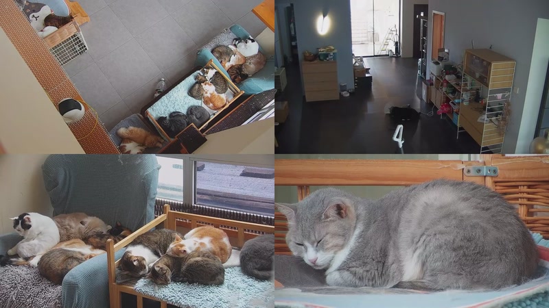 【2025-11-07 11点场】喵放送：喵放送☀️喵呜~