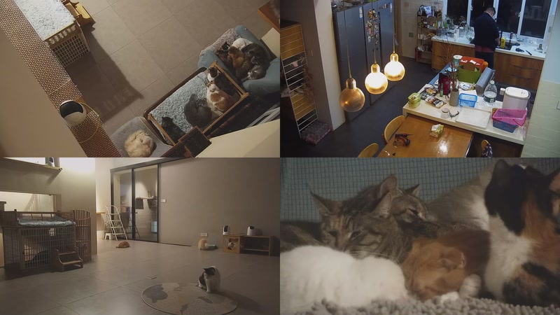 【2025-11-07 17点场】喵放送：喵放送☀️喵呜~