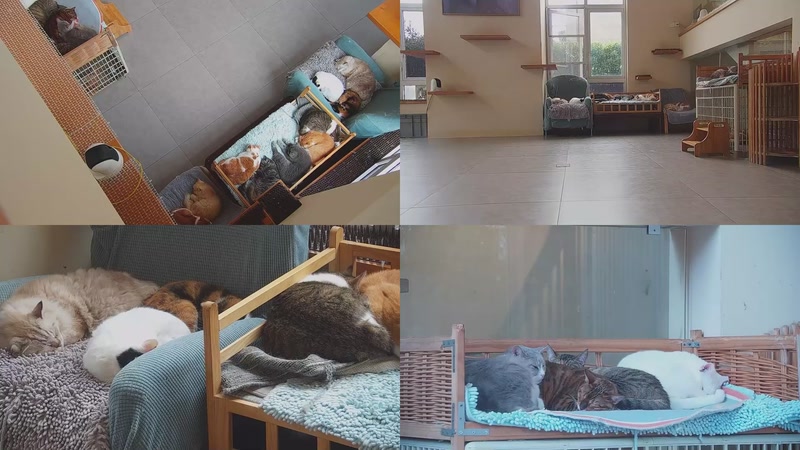 【2025-11-07 07点场】喵放送：喵放送☀️喵呜~