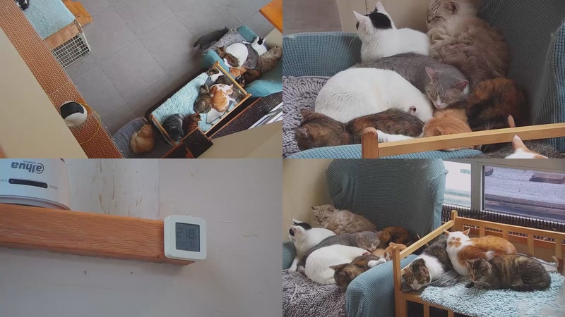 【2025-11-07 13点场】喵放送：喵放送☀️喵呜~