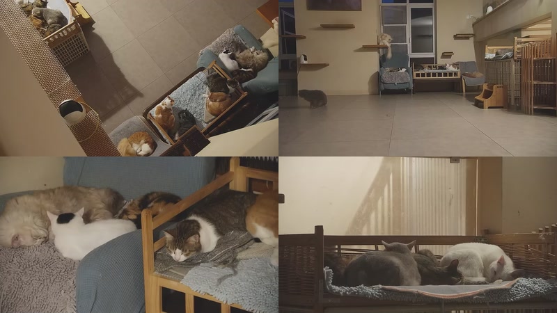 【2025-11-07 05点场】喵放送：喵放送☀️喵呜~