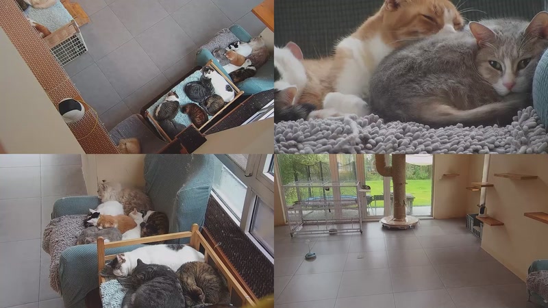 【2025-11-08 15点场】喵放送：喵放送☀️喵呜~