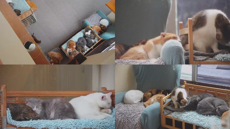 【2025-11-08 09点场】喵放送：喵放送☀️喵呜~