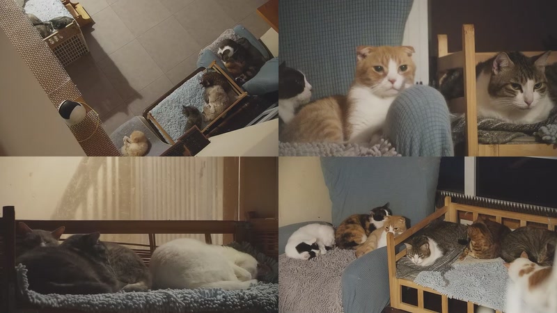 【2025-11-08 05点场】喵放送：喵放送☀️喵呜~