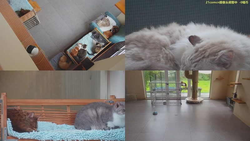 【2025-11-08 11点场】喵放送：喵放送☀️喵呜~