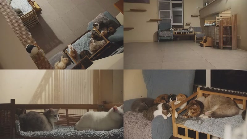 【2025-11-08 01点场】喵放送：喵放送☀️喵呜~