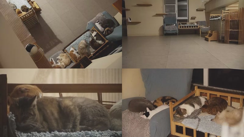 【2025-11-07 23点场】喵放送：喵放送☀️喵呜~