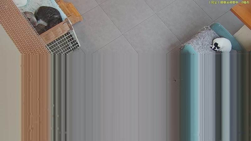 【2025-11-08 07点场】喵放送：喵放送☀️喵呜~