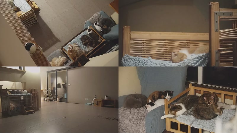 【2025-11-07 21点场】喵放送：喵放送☀️喵呜~