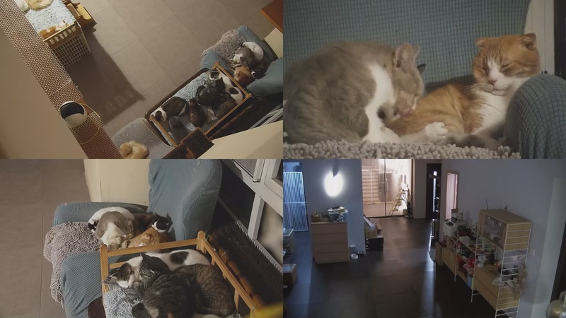 【2025-11-08 17点场】喵放送：喵放送☀️喵呜~