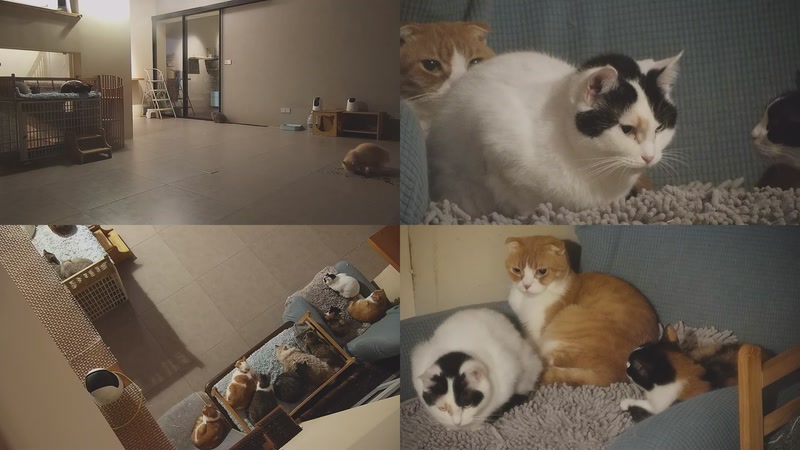 【2025-11-08 21点场】喵放送：喵放送☀️喵呜~