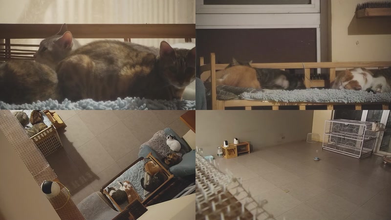 【2025-11-09 03点场】喵放送：喵放送☀️喵呜~