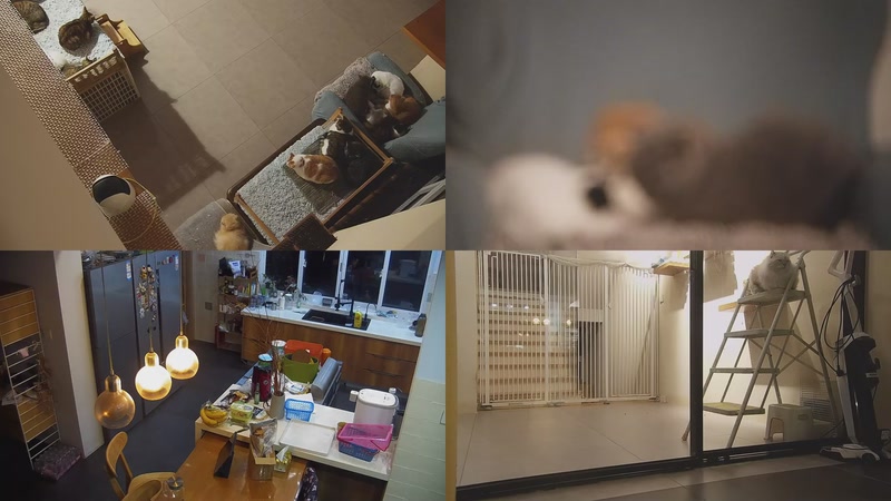 【2025-11-09 17点场】喵放送：喵放送☀️喵呜~