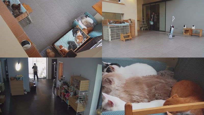 【2025-11-09 13点场】喵放送：喵放送☀️喵呜~