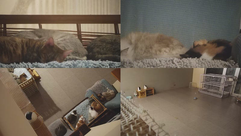 【2025-11-09 01点场】喵放送：喵放送☀️喵呜~