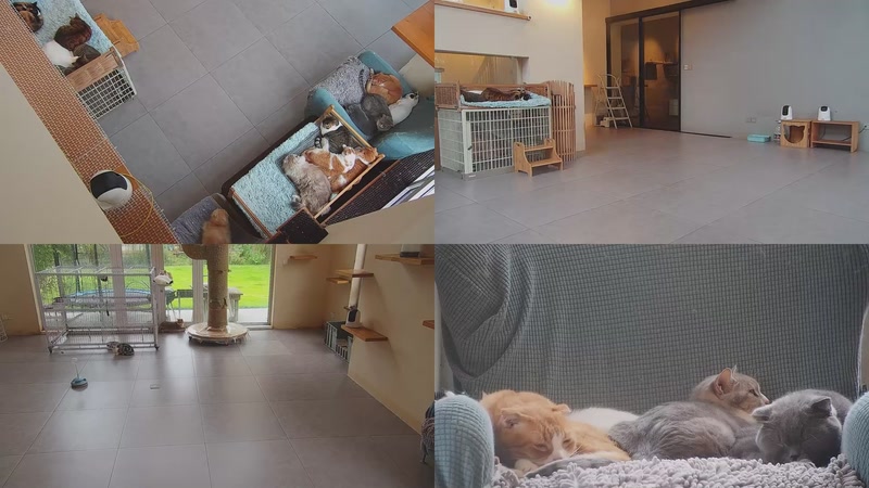 【2025-11-09 15点场】喵放送：喵放送☀️喵呜~