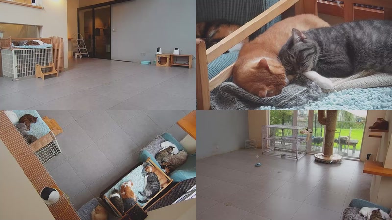 【2025-11-09 07点场】喵放送：喵放送☀️喵呜~