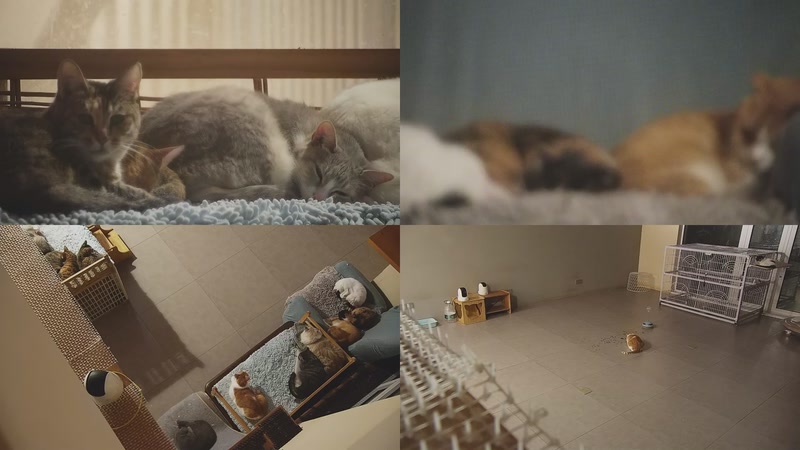 【2025-11-08 23点场】喵放送：喵放送☀️喵呜~