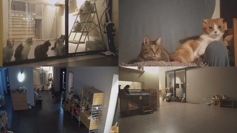 【2025-11-09 19点场】喵放送：喵放送☀️喵呜~