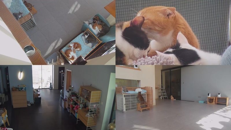 【2025-11-10 11点场】喵放送：喵放送☀️喵呜~