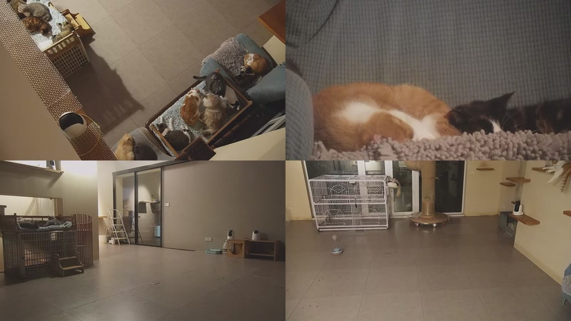 【2025-11-10 01点场】喵放送：喵放送☀️喵呜~