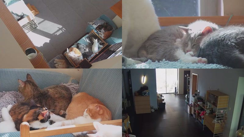 【2025-11-10 13点场】喵放送：喵放送☀️喵呜~