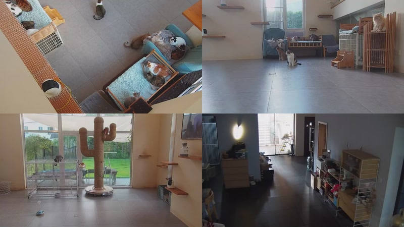 【2025-11-10 15点场】喵放送：喵放送☀️喵呜~