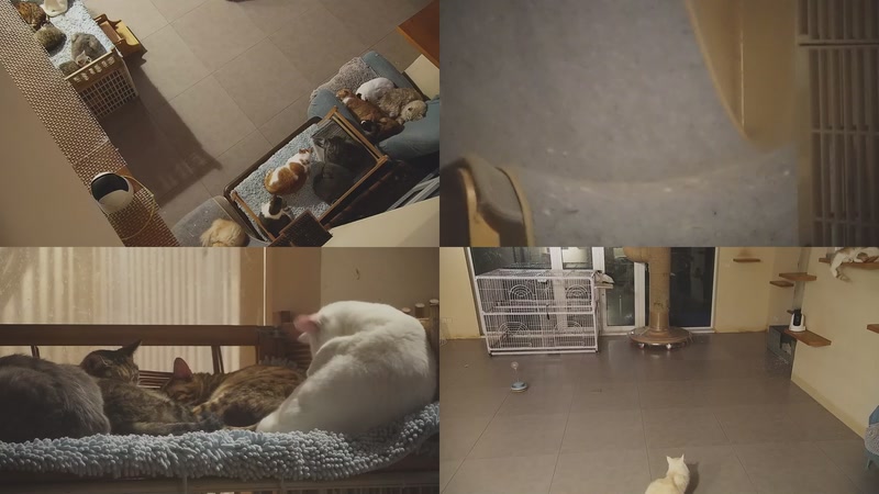 【2025-11-10 05点场】喵放送：喵放送☀️喵呜~