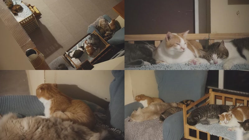 【2025-11-09 23点场】喵放送：喵放送☀️喵呜~