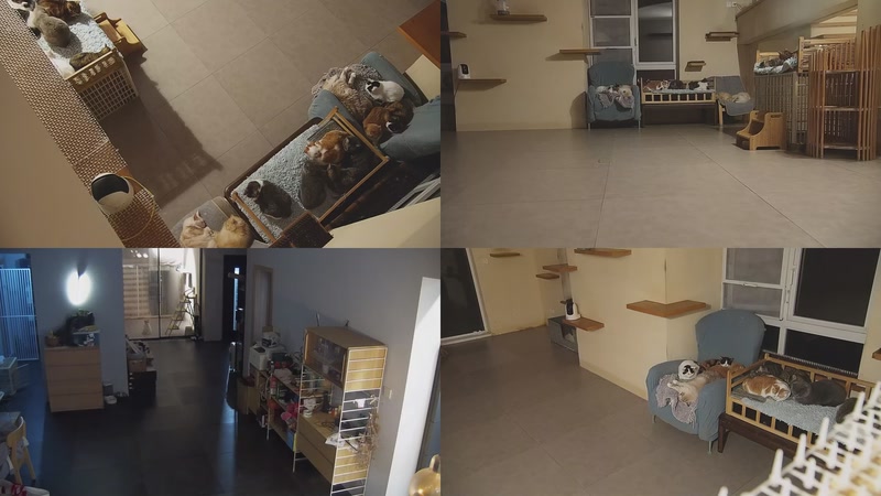 【2025-11-10 17点场】喵放送：喵放送☀️喵呜~