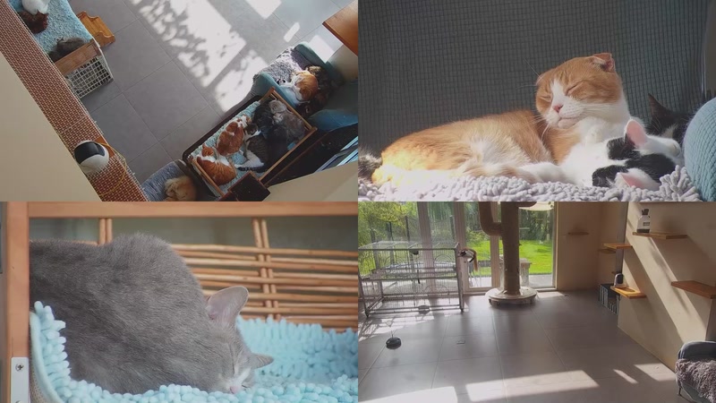 【2025-11-10 09点场】喵放送：喵放送☀️喵呜~