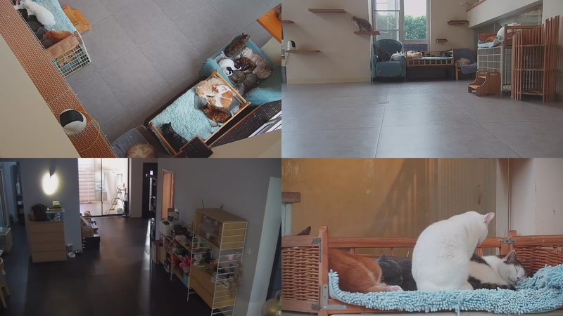 【2025-11-11 16点场】喵放送：喵放送☀️喵呜~