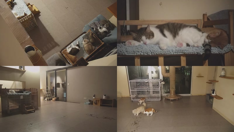 【2025-11-10 21点场】喵放送：喵放送☀️喵呜~