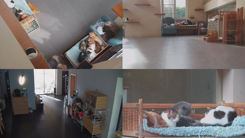 【2025-11-11 14点场】喵放送：喵放送☀️喵呜~