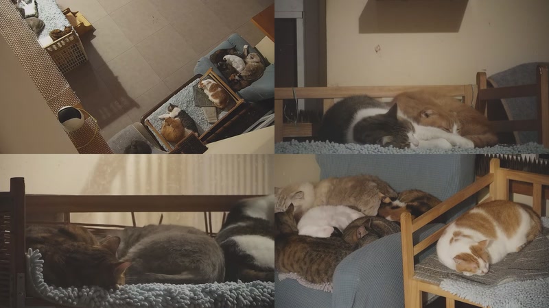 【2025-11-11 01点场】喵放送：喵放送☀️喵呜~