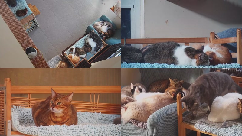 【2025-11-11 08点场】喵放送：喵放送☀️喵呜~