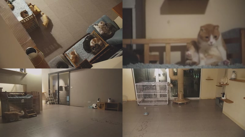 【2025-11-10 23点场】喵放送：喵放送☀️喵呜~