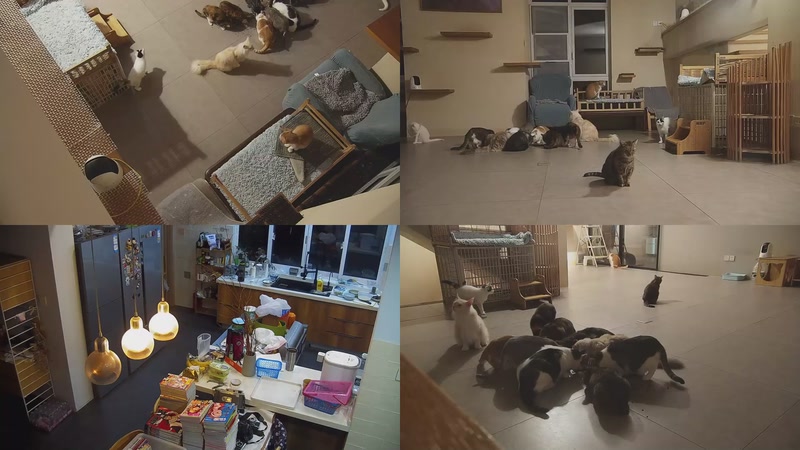 【2025-11-11 20点场】喵放送：喵放送☀️喵呜~