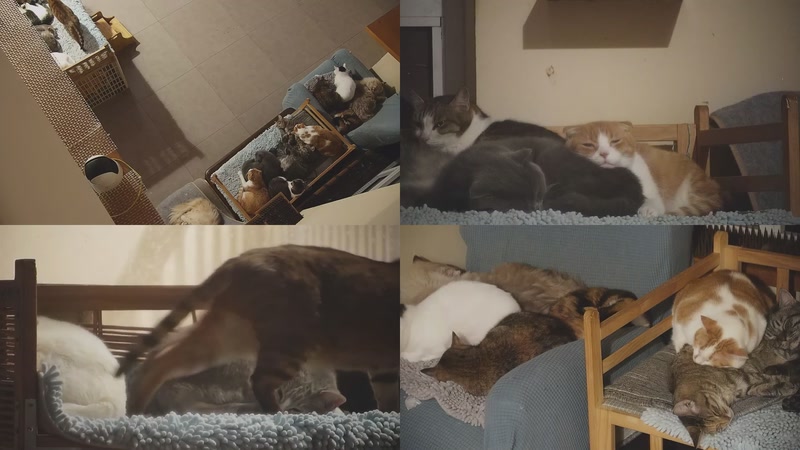 【2025-11-11 03点场】喵放送：喵放送☀️喵呜~