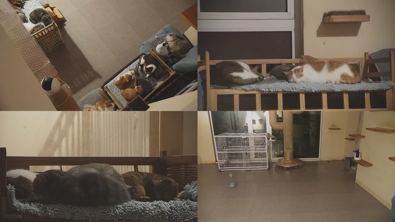 【2025-11-12 04点场】喵放送：喵放送☀️喵呜~