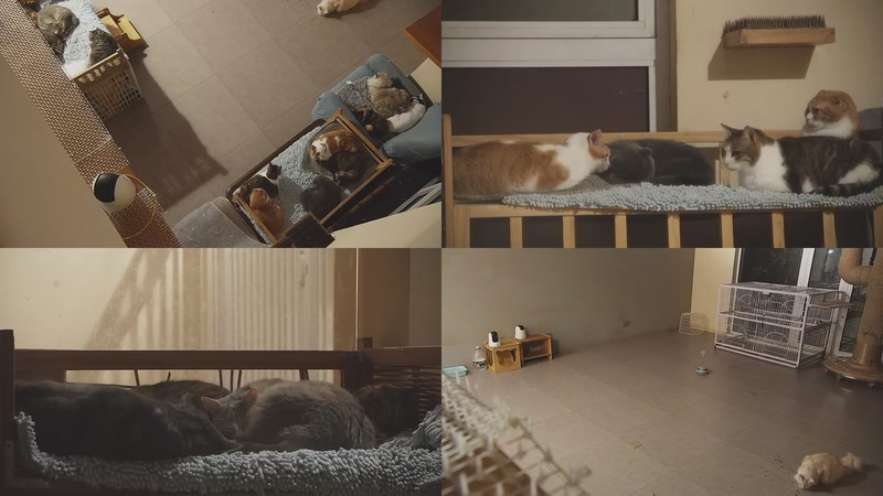 【2025-11-12 00点场】喵放送：喵放送☀️喵呜~