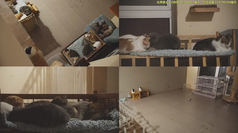 【2025-11-11 22点场】喵放送：喵放送☀️喵呜~