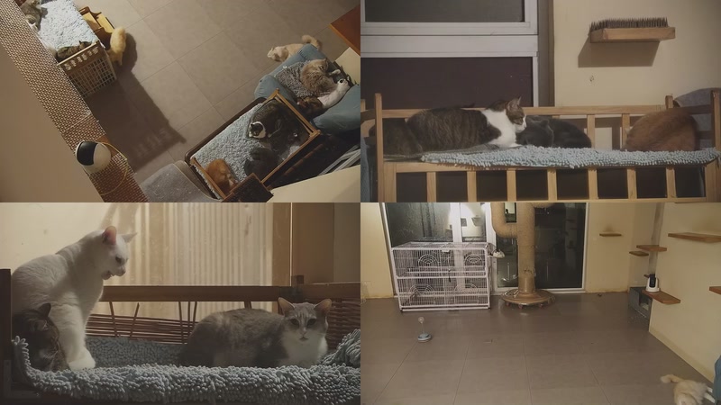 【2025-11-12 02点场】喵放送：喵放送☀️喵呜~